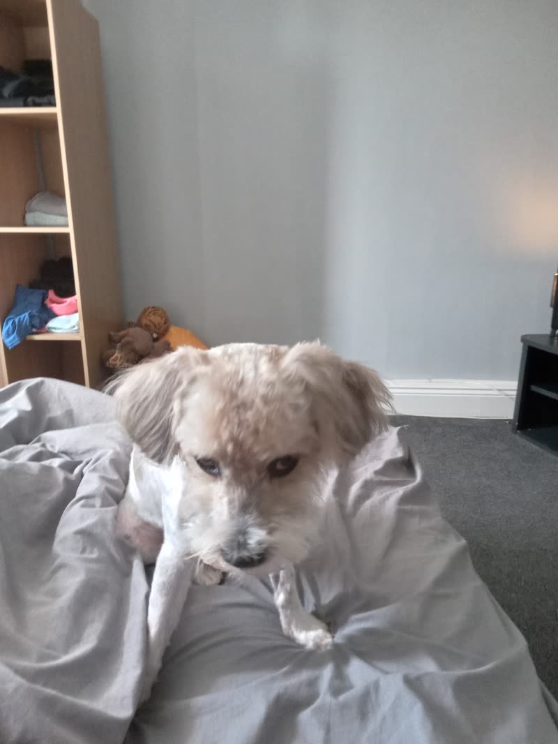 A freshly bathed white terrier-cross sitting on a grey bed indoors at K 9 Cutters