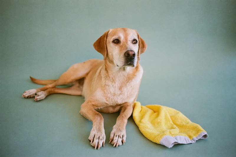 A calm towel-dried dog resting after a bath
