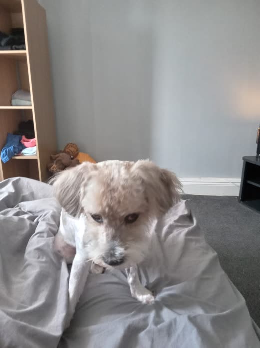 A small white terrier-cross sitting on a grey bed after a bath, looking at the camera