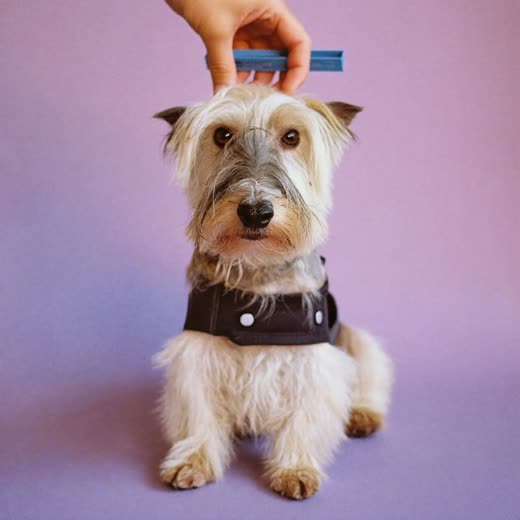 A small wire-haired terrier with a freshly trimmed coat