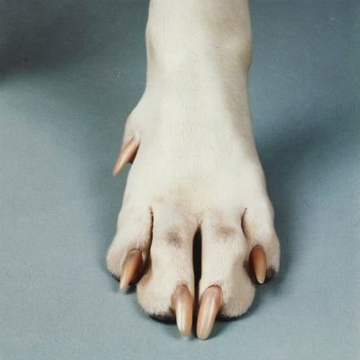 A dog's front paw with freshly clipped nails
