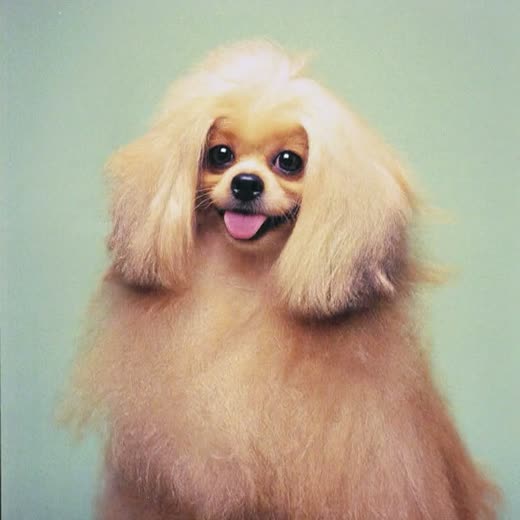 A long-coated small dog with a freshly blow-dried, brushed-out coat